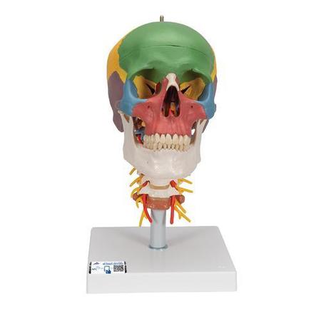 3B SCIENTIFIC Didactic Skull on Cervical - w/ 3B Smart Anatomy 1020161